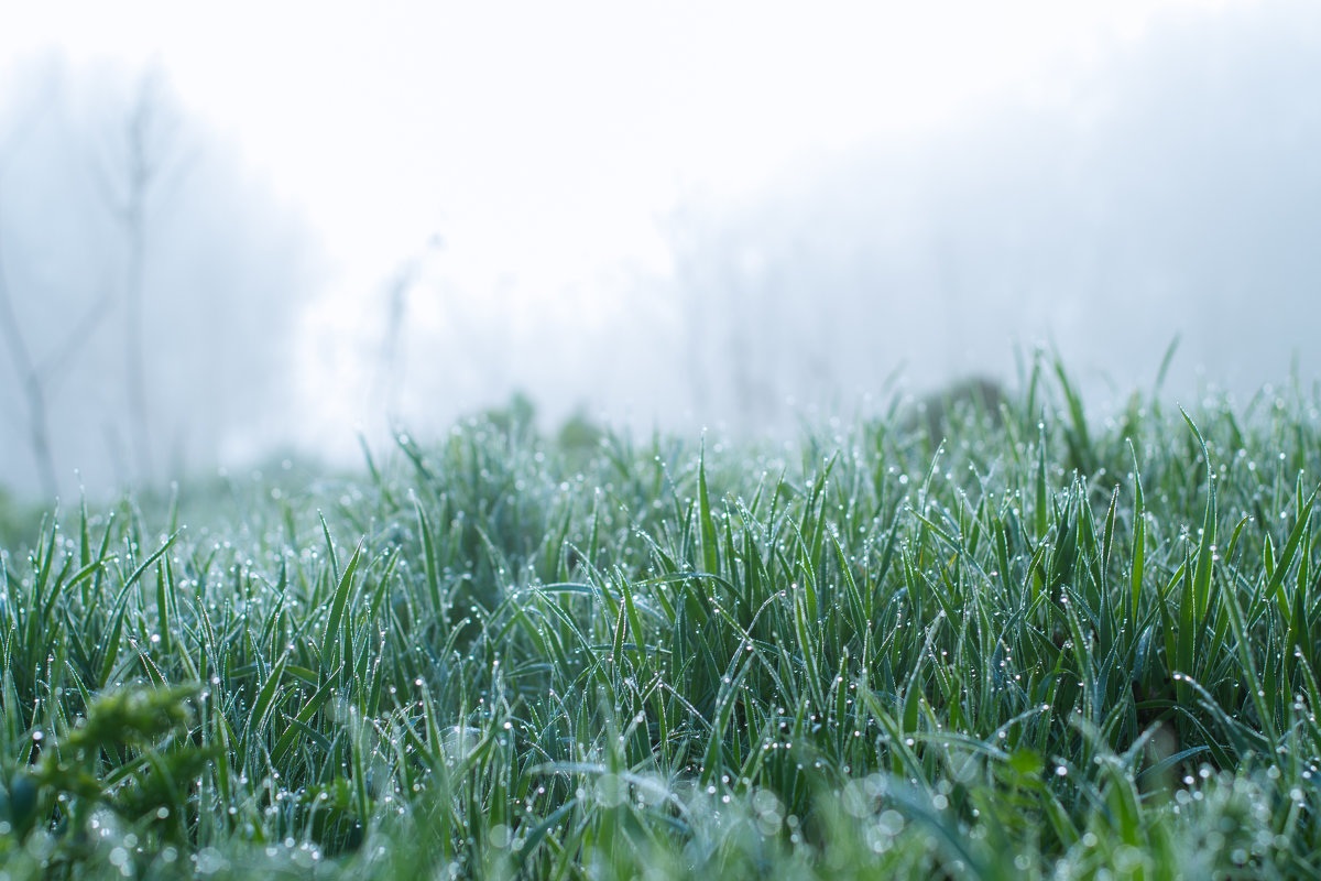 Пелена трава. Трава после дождя. Трава в тумане. Утренняя роса в тумане. Роса на траве.